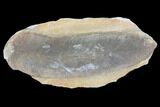 Neuropteris Fern Fossil (Pos/Neg) - Mazon Creek #85998-2